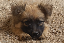adoption-puppy