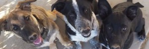A dog with black and white fur is looking at the camera.