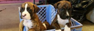Two puppies sitting in a blue basket
