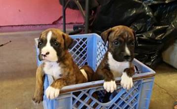 Two puppies in a box